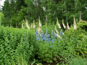 Digitales et delphiniums