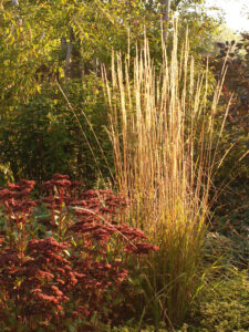 Lumière d'automne sur un miscanthus - Grelinette et Pinceaux