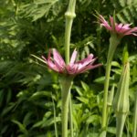 Une jolie fleur de salsifis