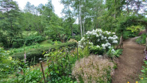 Dans le jardin à l'anglaise , floraison d'un rhododendron blanc près d'une nappe de saxifrages en fleurs . Les montants de tête de lit soutiennent des chèvrefeuilles panachés - jardin grelinette et pinceaux