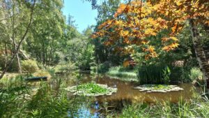 Jardin naturaliste au plan d'eau , d'où émergent nénuphars et thalias - jardin grelinette et pinceaux