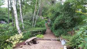 Après la petite fontaine à droite et le banc de rocaille à gauche , le cheminement passe entre un garrya élliptica et un clèthra alnifolia , pour conduire à l'arche en faux rochers - jardin grelinette et pinceaux