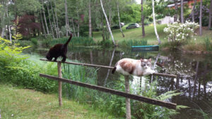 Les chats prennent la pose sur fond d'étang . Floraison des rhododendrons blancs et iris pseudacorus , jardin d'eau - jardin grelinette et pinceaux