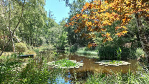 Jardin naturaliste au plan d'eau , d'où émergent nénuphars et thalias - jardin grelinette et pinceaux